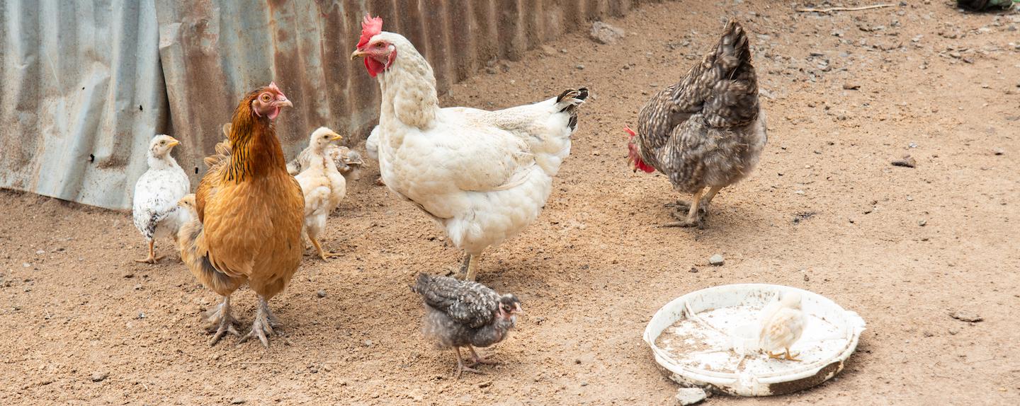 Donate Chickens CRS Gift Catalog